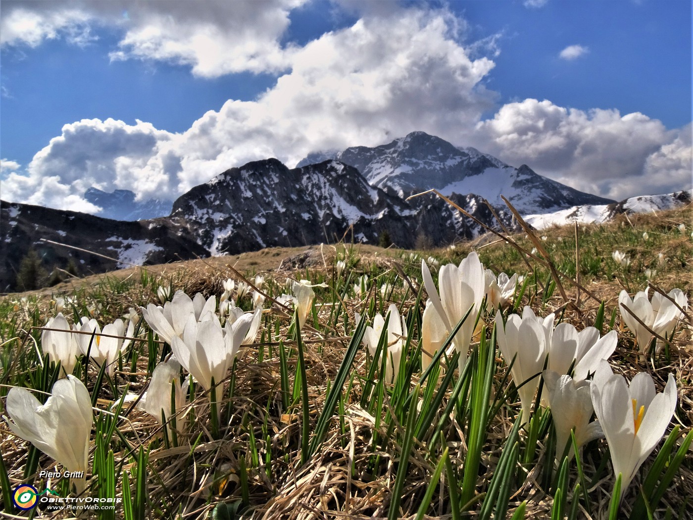 02 Distese di Crocus vernus (Zafferano maggiore) sui pratoni del Monte Campo con vista verso Corno Branchino, Corna Piana e  Pizzo Arera tra le nuvole .JPG